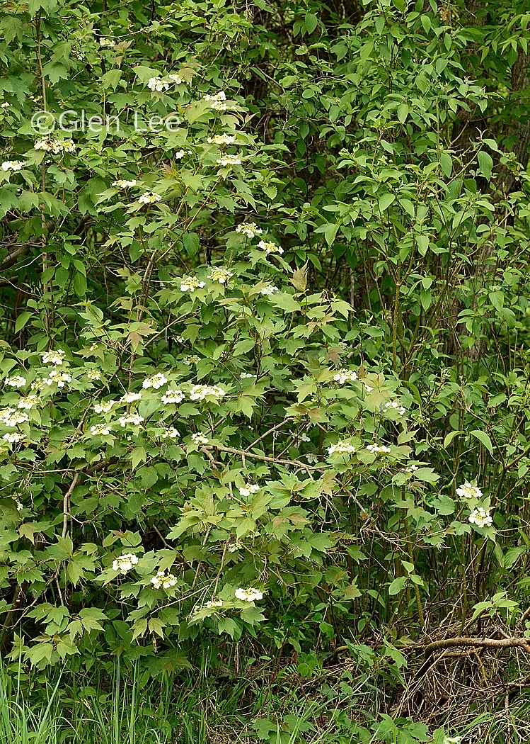 Viburnum opulus var. americanum photos Saskatchewan Wildflowers